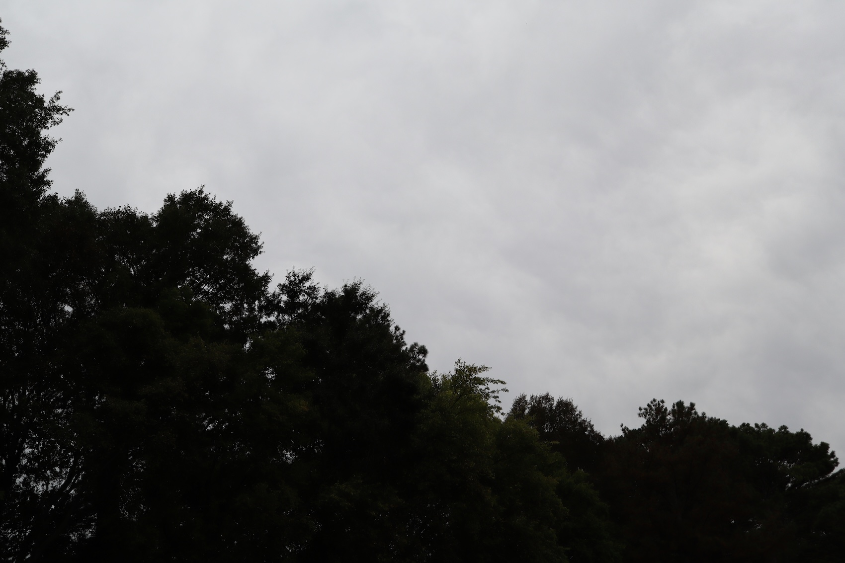 Severe weather, cloudy sky with trees in the corner